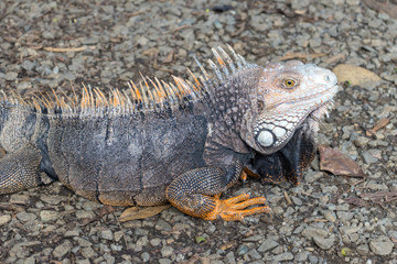 Iguana en Parque Natural