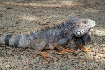 Fototapeta premium Iguana en Parque Natural