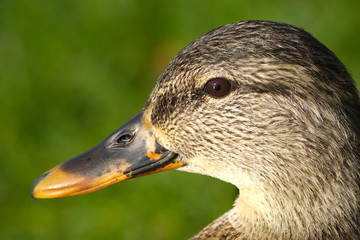 duck head mallar wildlife water bird hunting