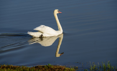 swan reflection in water