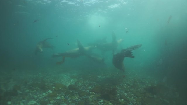Family of seals underwater of Sea of Okhotsk. Group of northern sea lion marine mammal animal underwater in muddy cold water wild nature. Concept of pinniped animals underwater.