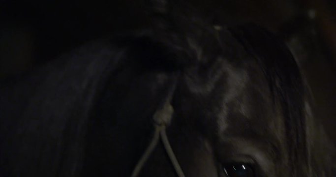 Close up of horse's face as it moves down out of frame