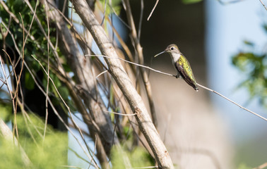 Hummingbird