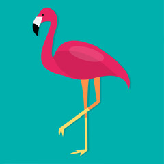 pink flamingo bird isolated vector illustration