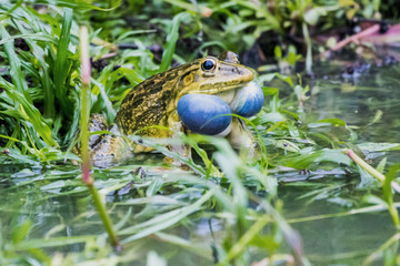 The Frog is calling his/her partner