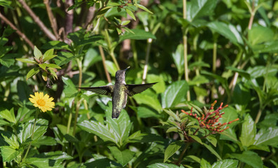 Hummingbird
