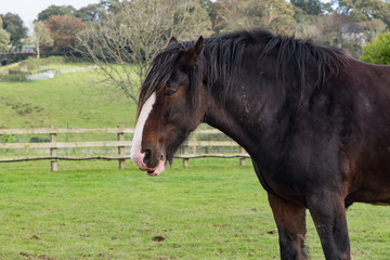 A shire horse standing in a paddock