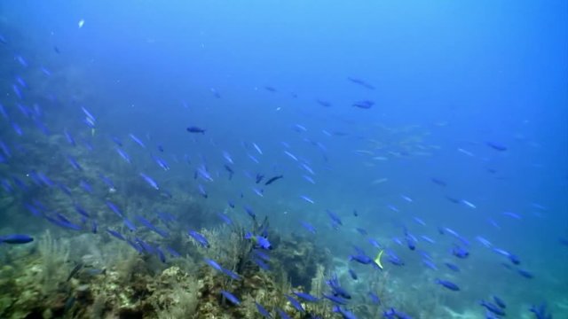 Seabed in underwater Caribbean Sea. Concept of marine inhabitants in tropical life of underwater wildlife, wild nature of sea lagoon.