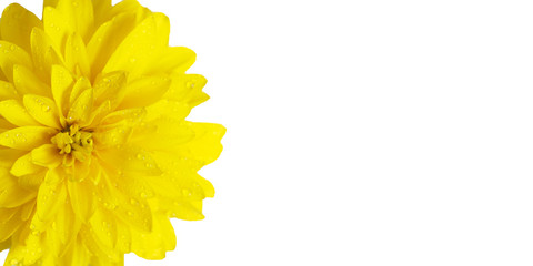 Banner. Yellow chrysanthemum in drops of water. Isolate on a white background...