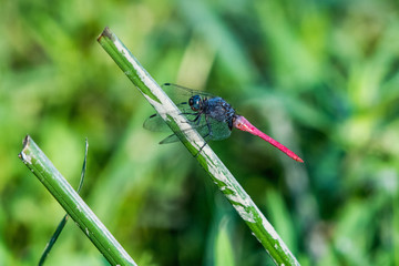 The grasshopper is resting at the work