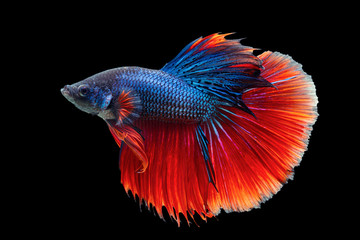 Fototapeta premium Thailand betta fish isolated on black background.