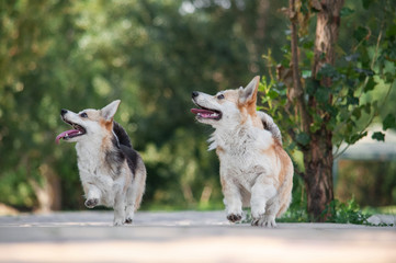 cute tricolor and bicolor dogs welsh corgi pembroke with standing ears