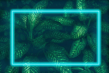 The leaves are full of small leaves, large leaves, dark green, with a light blue neon frame.