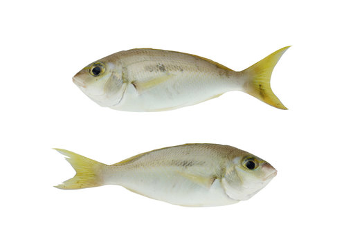 LATTICE MONOCLE BREAM Scolopsis taeniopterus Fish isolated on white.