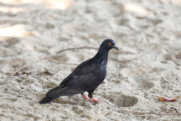 Pigeons walking on the sand.