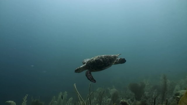Turtle swims in undewater sea and ocean life on background of marine wildlife on Cuba. Concept peaceful relations, friendship between underwater animals and people.