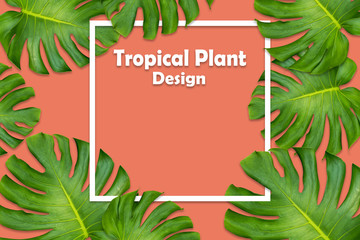 monstera jungle leaves plant frame design on color pastel background