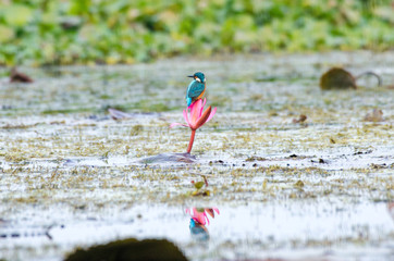 Kingfisher is looking for fish sitting on lotus