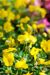 yellow pansy flowers