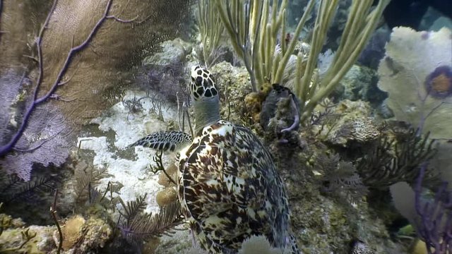 Turtle swims together surrounded by people in undewater sea corals on background of marine wildlife on Cuba. Concept peaceful relations, friendship between underwater animals and people.