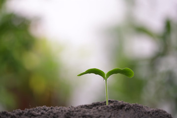 Young green sapling planting with water drop dew