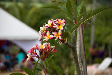 flor 