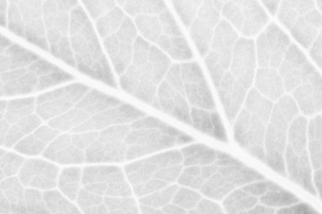 Pattern of white leaves in a macro.