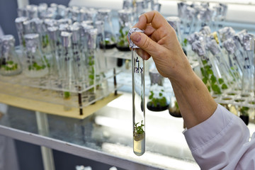 Scientist holds test tube with micro plant in vitro on background of racks with test tubes