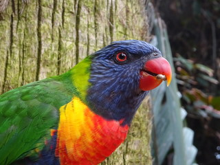 Kanarienvogel auf Teneriffa