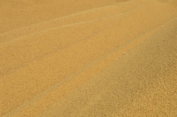 Mature rice in the field