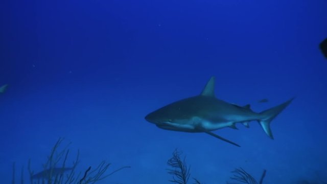 Diving with sharks in school of gray sharks near people diver in underwater Caribbean Sea and animal predator in marine life in tropical wildlife of aquatic exotic ecosystem of ocean Cuba.