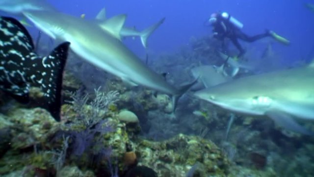 Close-up school of gray reef sharks and Atlantic giant near people divers in underwater Caribbean Sea and animal predator in marine life in tropical wildlife of aquatic exotic ecosystem of ocean Cuba.