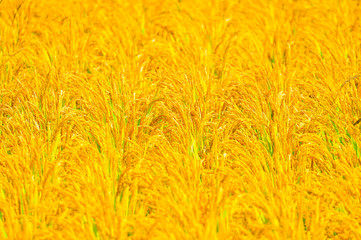 Mature rice in the field