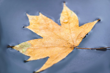 autumn leaves with drops on the surface of the water.