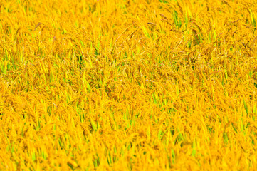 Mature rice in the field