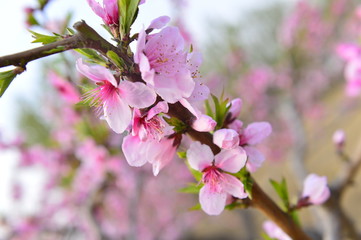 Fototapeta premium In full bloom in the peach blossom