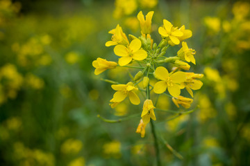 Yellow flowers