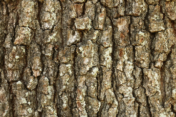 bark of a tree
