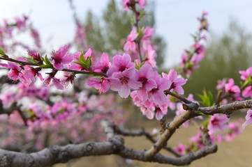 In full bloom in the peach blossom