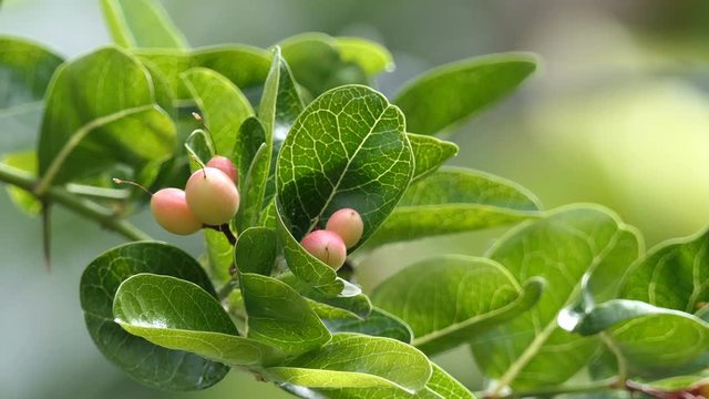 Carunda or Karonda Fruit on tree for good health