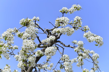 Pear flower in full bloom in spring