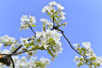 Pear flower in full bloom in spring