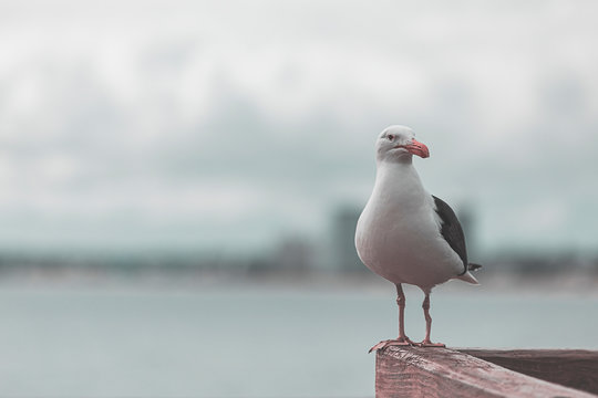 Seagull standing on wood with blurry seascape background