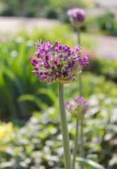 allium