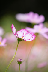 Fototapeta premium 秋の里山のコスモス畑