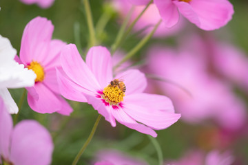 秋の花畑でコスモスの蜜を吸う蜂