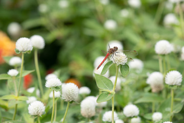 秋の花畑を飛んでいるトンボ