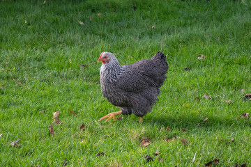 A Barred Plymouth Rock chicken