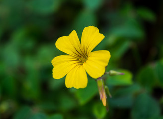 Yellow flower in garden