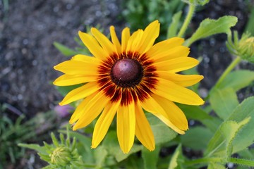 black eyed susan